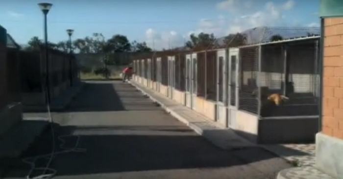 canile mortara pellaro