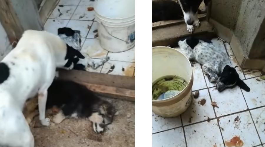 canile orrori sovereto