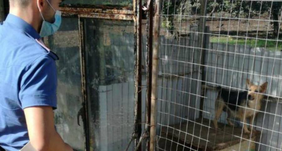 Cani malnutriti e tenuti all'aperto senza acqua e tra gli escrementi 51 canile sant onofrio