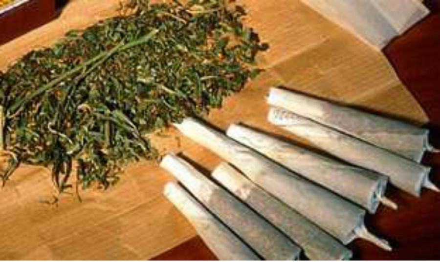 cannabis marijuana hashish 7