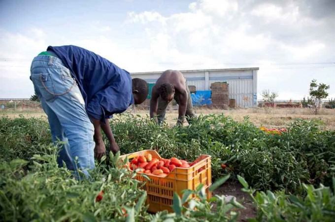 Approfittavano del loro 'stato di bisogno'. Secondo blitz al caporalato 51 caporalato 4