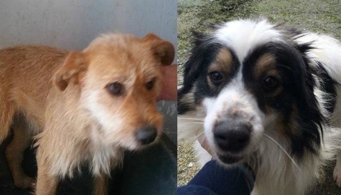 capriccio e arcangelo