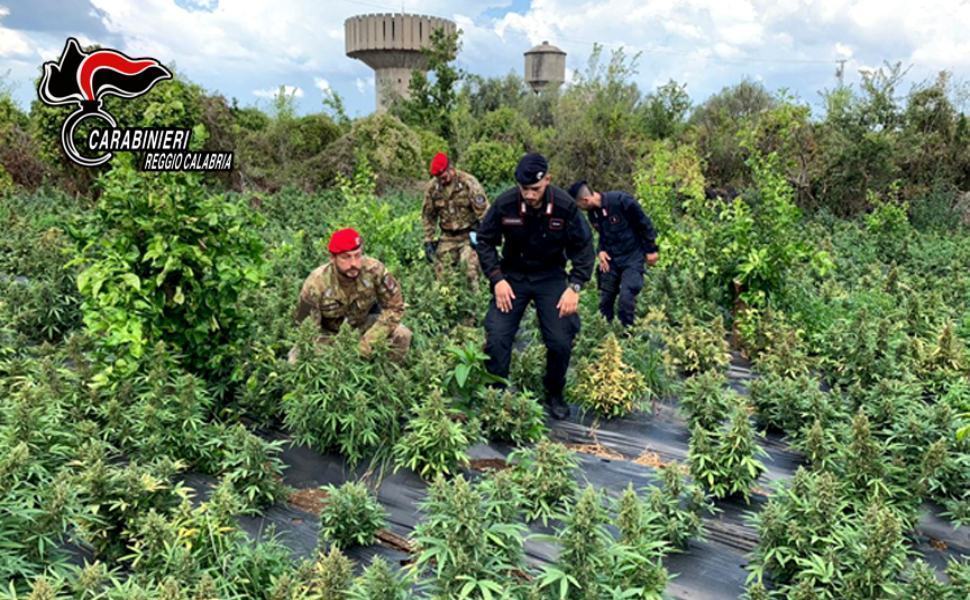 carabinieri 2.500 piante marijuana