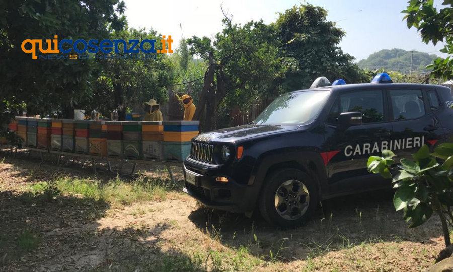 carabinieri apicoltori parassita