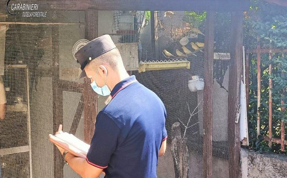 carabinieri avifauna protetta