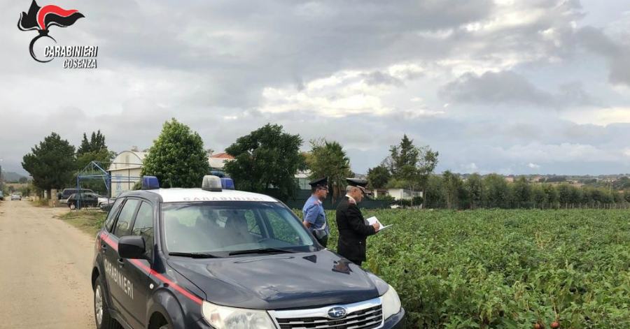 Roggiano: richiedenti asilo sfruttati per lavorare nei campi, arrestato imprenditore agricolo 51 carabinieri caporalato cosenza
