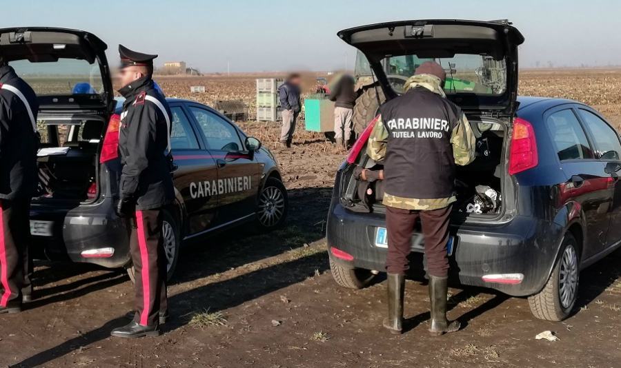 Caporalato, denunciati due titolari di aziende agricole. Sanzioni per 8mila euro 51 carabinieri caporalato repertorio 01 1