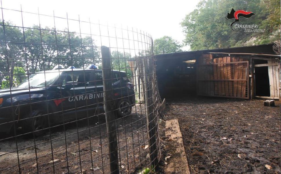 carabinieri catanzaro 7