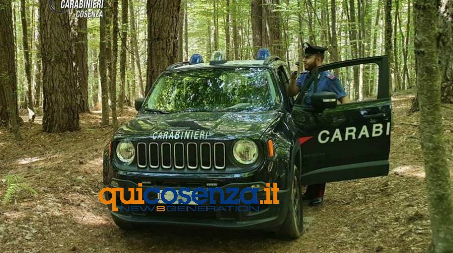 carabinieri cosenza boschi sila