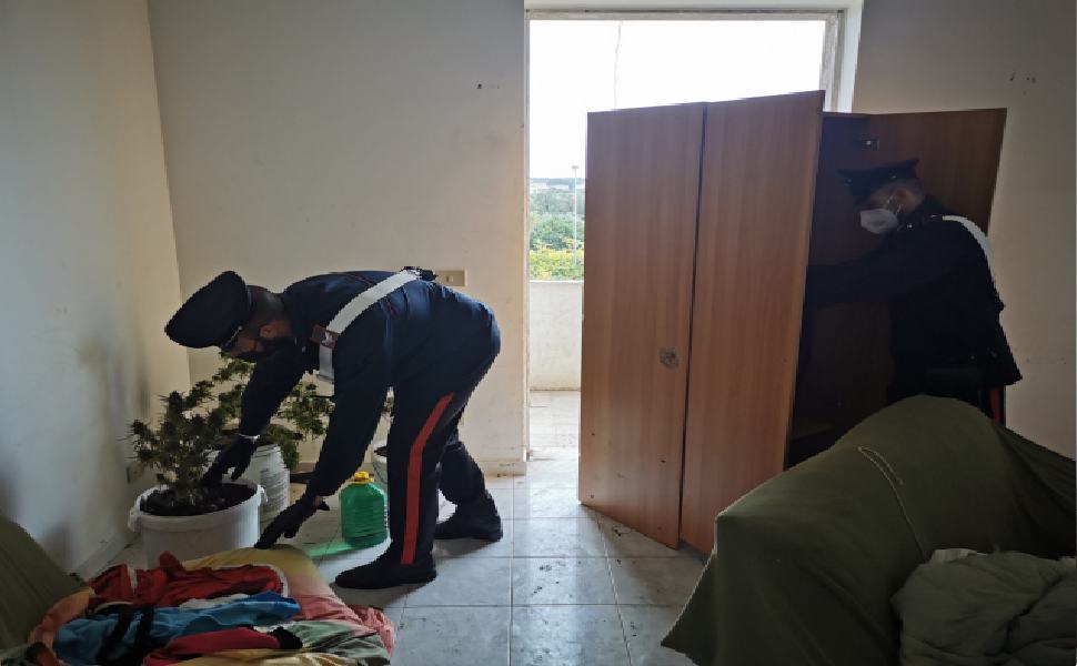 Piantagione di marijuana nascosta tra le mura di un fabbricato abbandonato 51 carabinieri droga 1 1