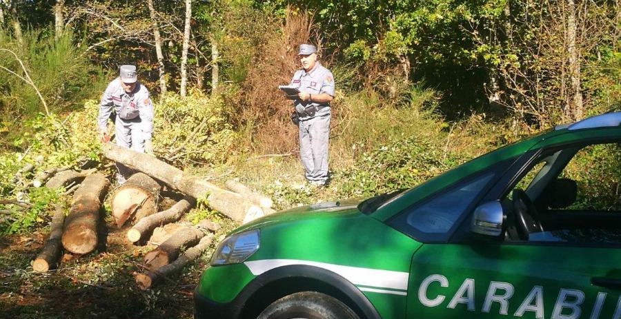 carabinieri forestali legna