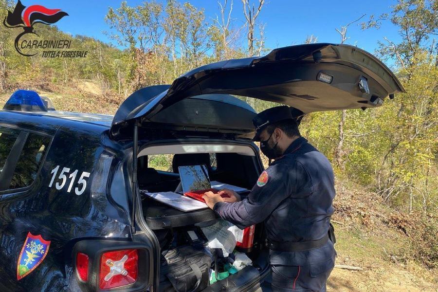 Pascolo abusivo danneggia terreno privato, denunciato allevatore di Lattarico 51 carabinieri forestali montalto