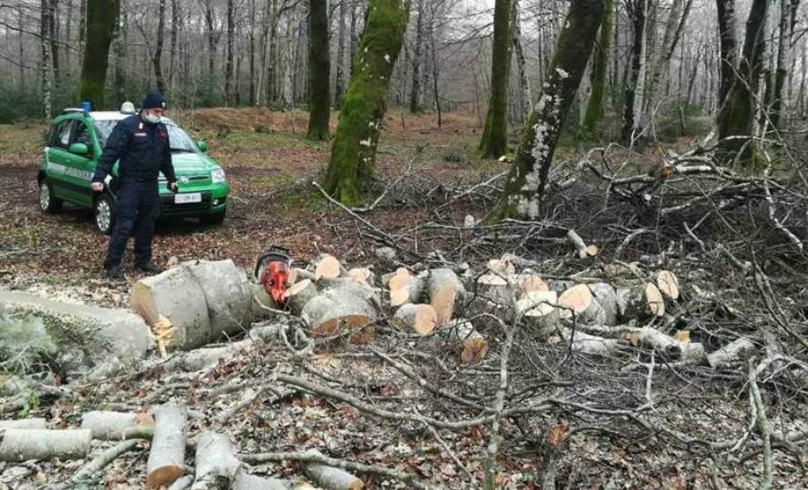 Taglia legna nel Parco nazionale d'Aspromonte, denunciato 61enne 51 carabinieri forestali taglio legna
