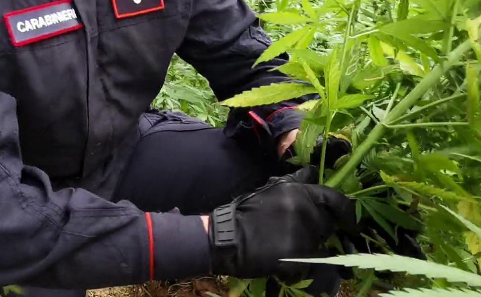 carabinieri marijuana piantagione