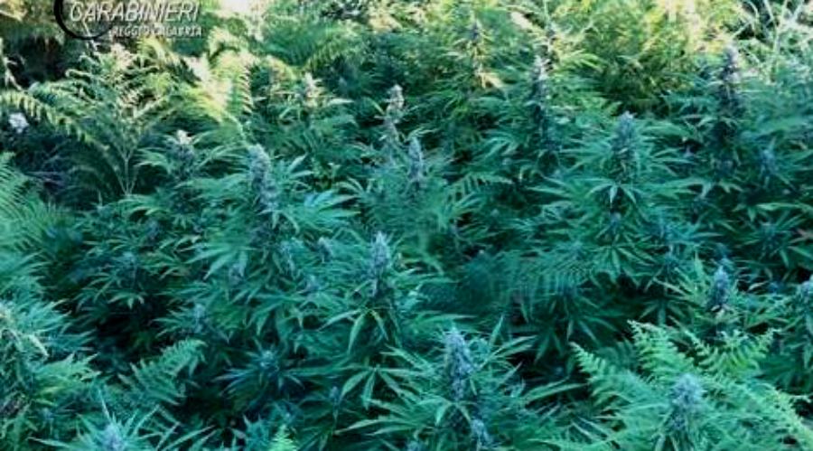 Scoperta piantagione di marijuana: sequestrate 60 piante 51 carabinieri piantagione marijuana 1