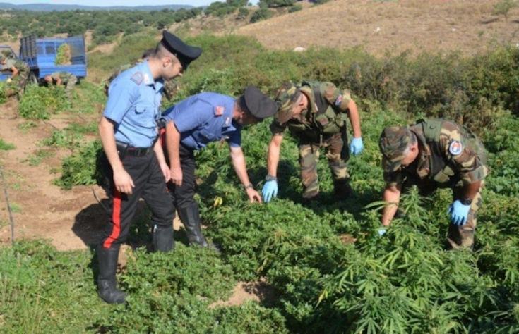 carabinieri piantagione marjuana 1