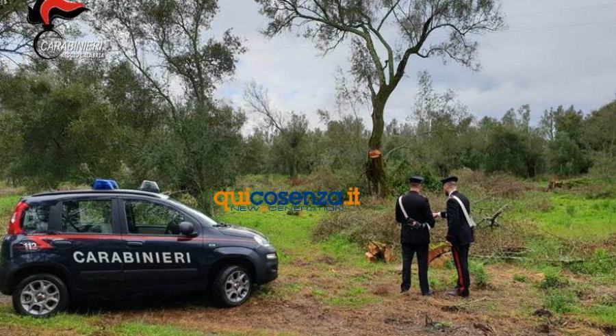 carabinieri reggio taglio alberi parco aspromonte