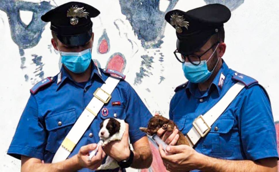 Carabinieri salvano 7 cuccioli, 23enne denunciato per abbandono di animali 51 carabinieri salvano 7 cuccioli brancaleone