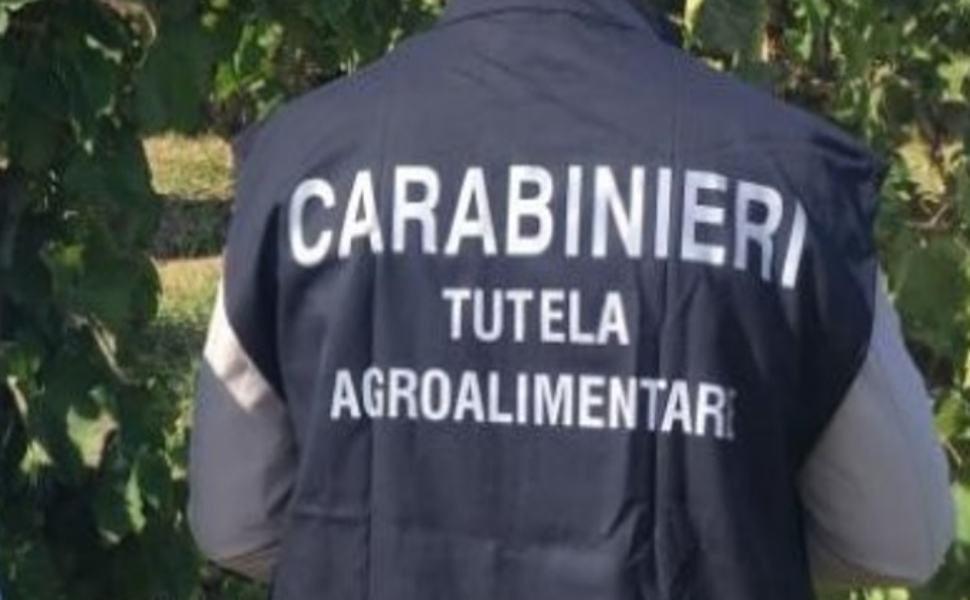 Operazione "Scarlatto 4", scoperti illeciti nel comparto agroalimentare 51 carabinieri tutela agroalminetare carabinieri RAC