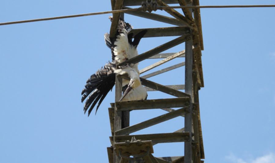 carcassa cicogna bianca tarsia