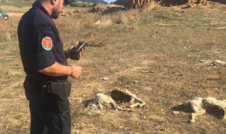 carcasse animali carab forestali