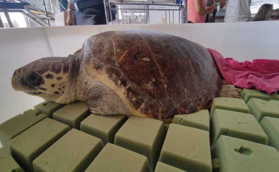 'Fatima' la tartaruga, soccorsa a giugno, torna in libertà nel mare 51 caretta crotone