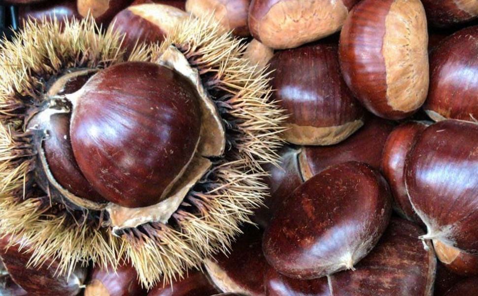 castagne 1