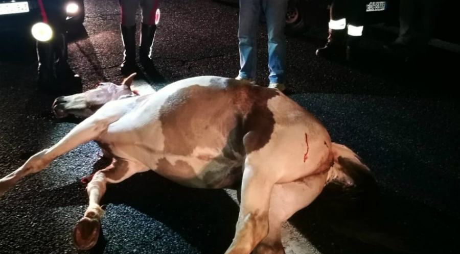 cavallo investito statale 280