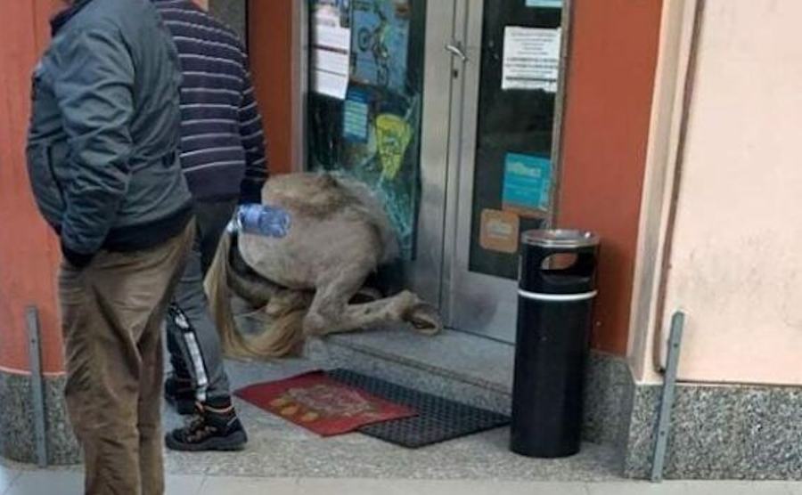 cavallo