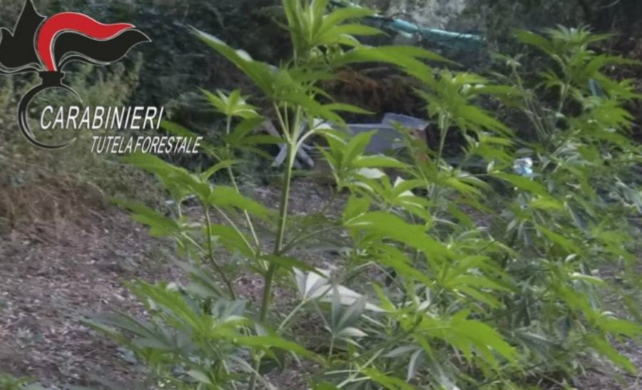 Piante di marijuana alte anche 2 metri, scatta il blitz "Crivani". Due fratelli in manette 51 cc tutela forestale piantagione