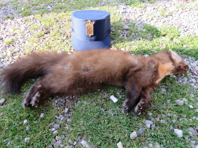 ced2edfbba3bf7b73a5551c41a118ba7