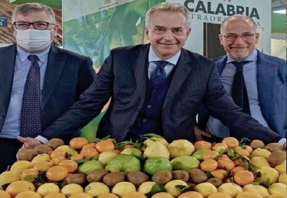 Il Cedro verso il riconoscimento Dop. Si attende il via libera da Bruxelles 51 cedro 1