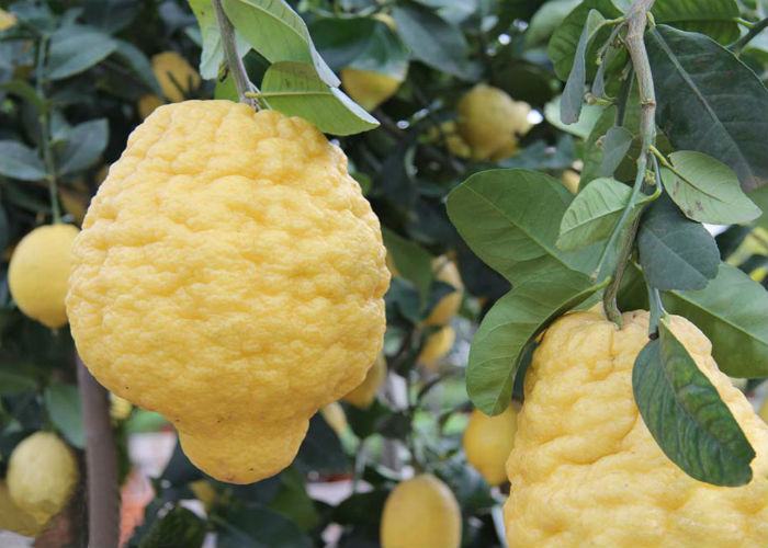cedro-citrus-medica