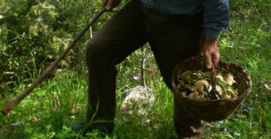 Vanno a funghi e si perdono, rintracciati dopo ore di ricerche 51 cercatore funghi