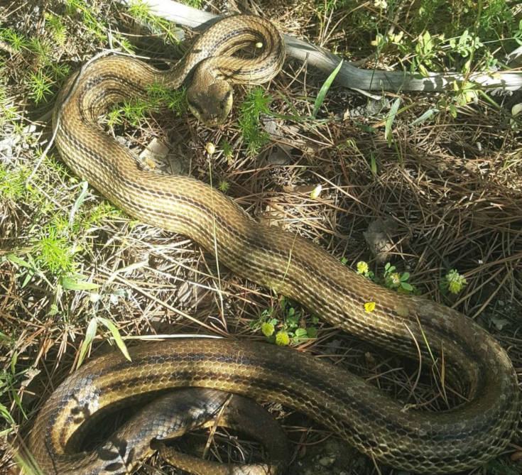 cervone ph Gianluca Congi 02