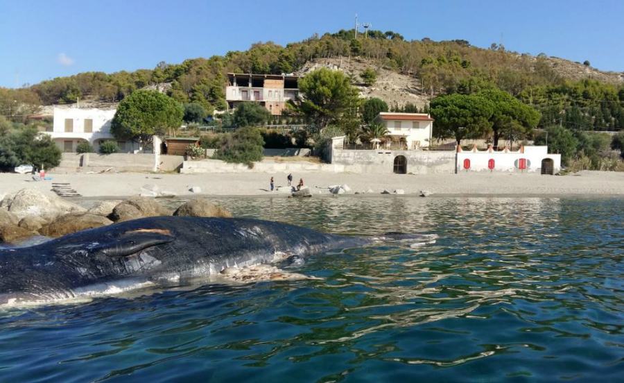 Capodoglio di 15 metri trovato morto davanti alla spiaggia 53 cetaceo capodoglio Palizzi