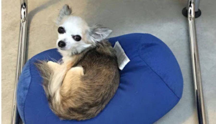 cherry cagnetta mai piu trovata