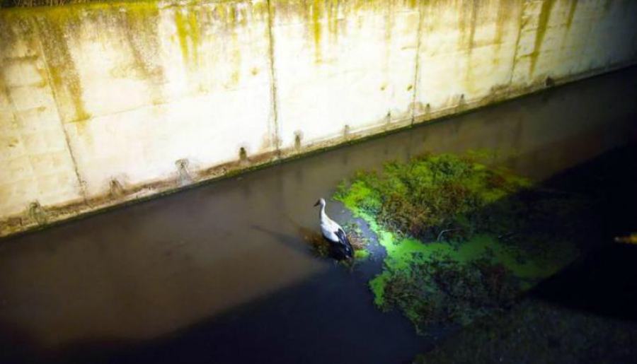 Investono una cicogna finita in un canale: salvata dai vigili fuoco 51 cicogna 2