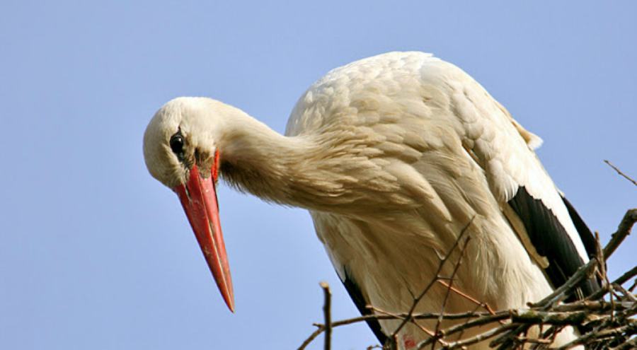 cicogna bianca