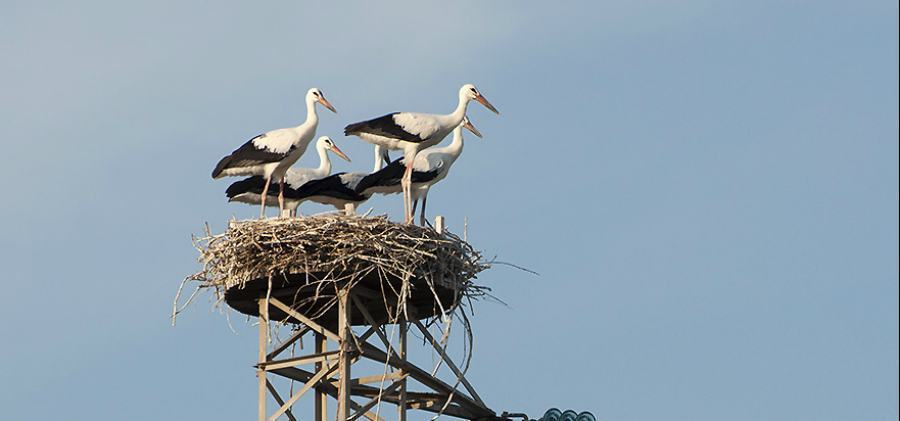 Sulle rive del fiume Neto nascono 4 piccoli esemplari della rara “Cicogna bianca” 53 cicogna bianca foce neto crotone by giuliano monterosso