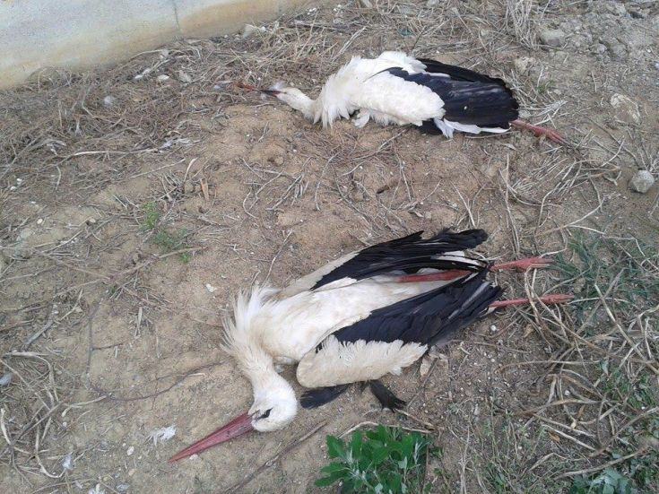 cicogne bianche morte