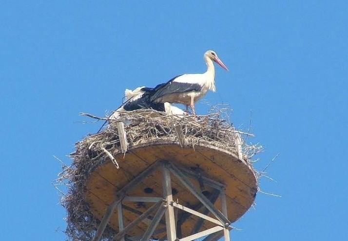 cicogne e1440680166143