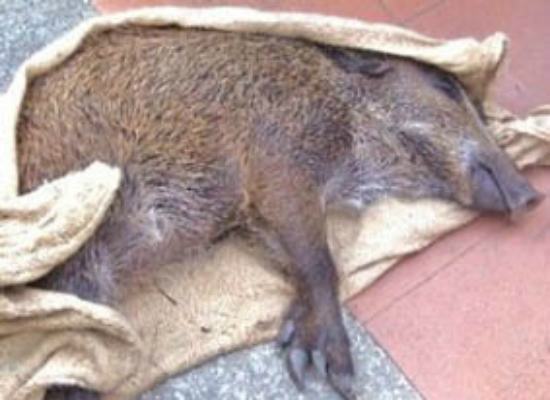 cinghiale 1