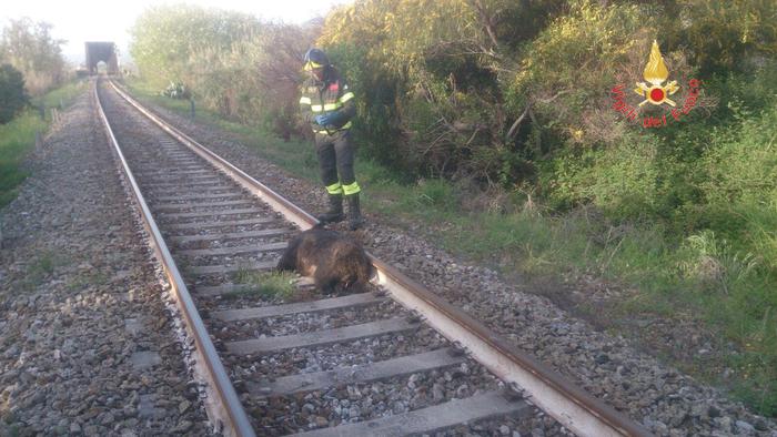 Cinghiale investito da treno in corsa 51 cinghiale 2