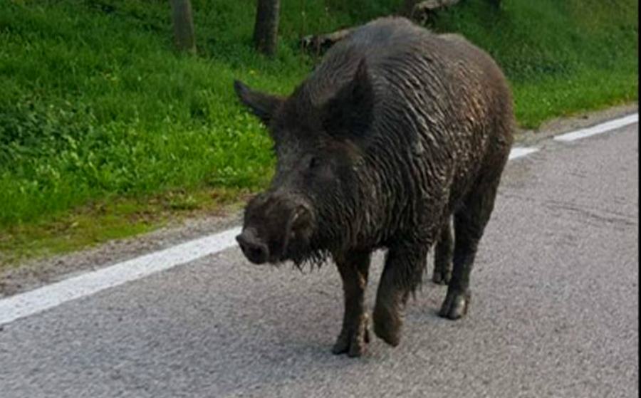 cinghiale su strada