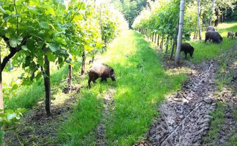cinghiali agricoltura