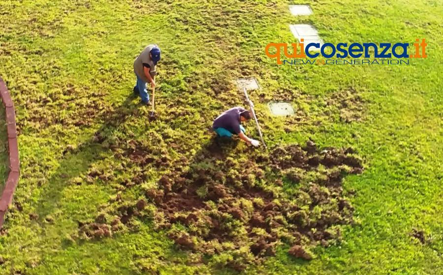 cinghiali cittadella1