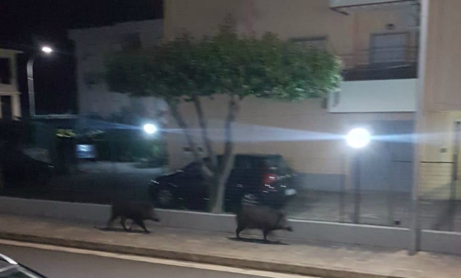 cinghiali montepaone