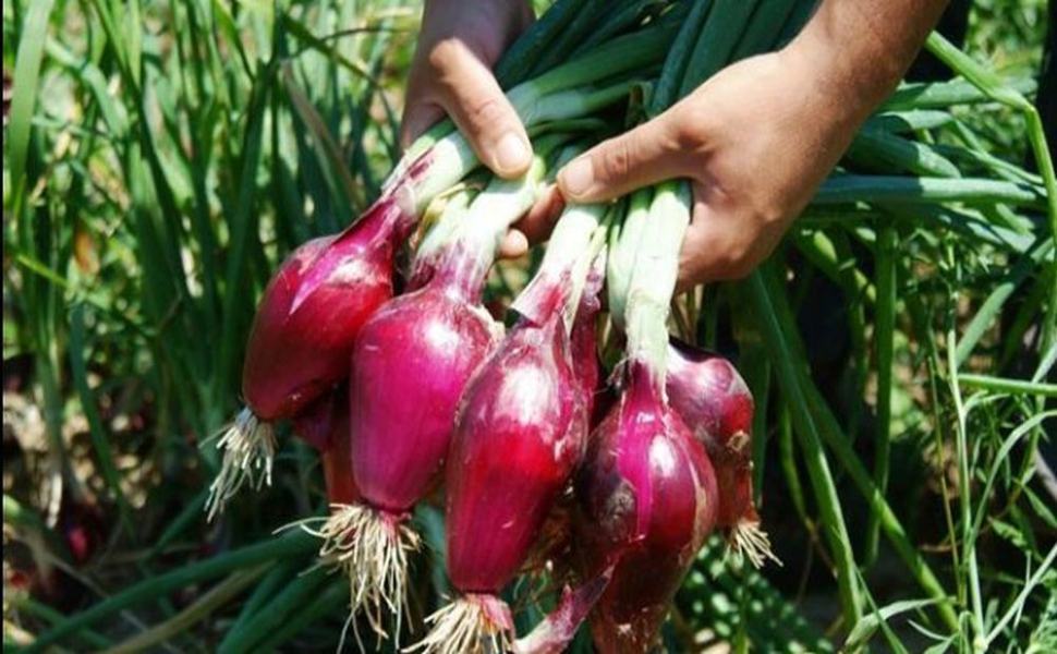 cipolla rossa di Tropea 1