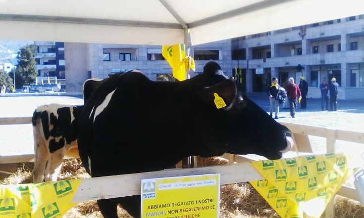 Produttori latte 'trasformano' il Metropolis in una stalla: ''Le multinazionali vi truffano'' (FOTO) 111 coldiretti latte 20